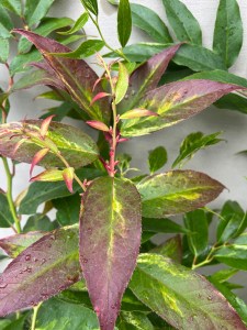 Kiścień Waltera, kiścień wawrzynowy (Leucothoe walteri) Rainbow zdjęcie 1